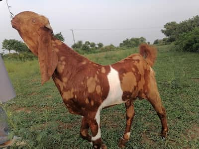 shera bakra for salr betal