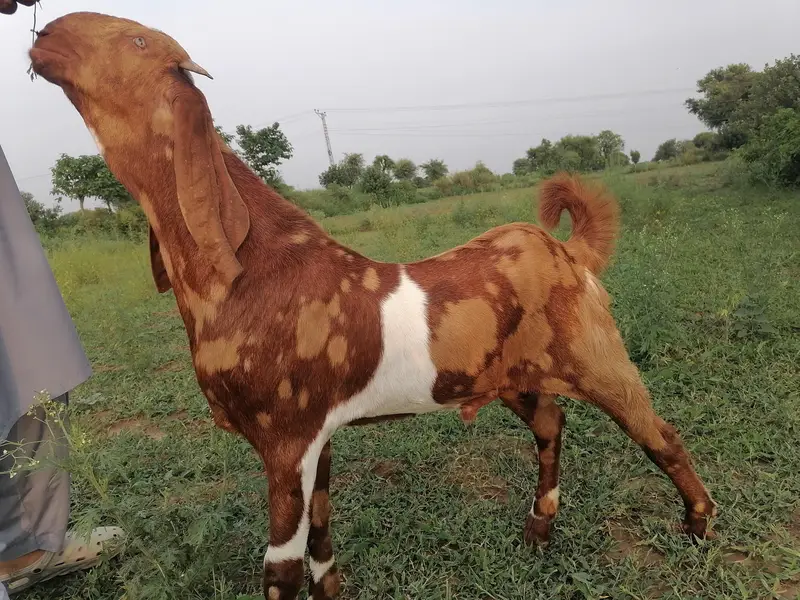 shera bakra for salr betal — photo 2