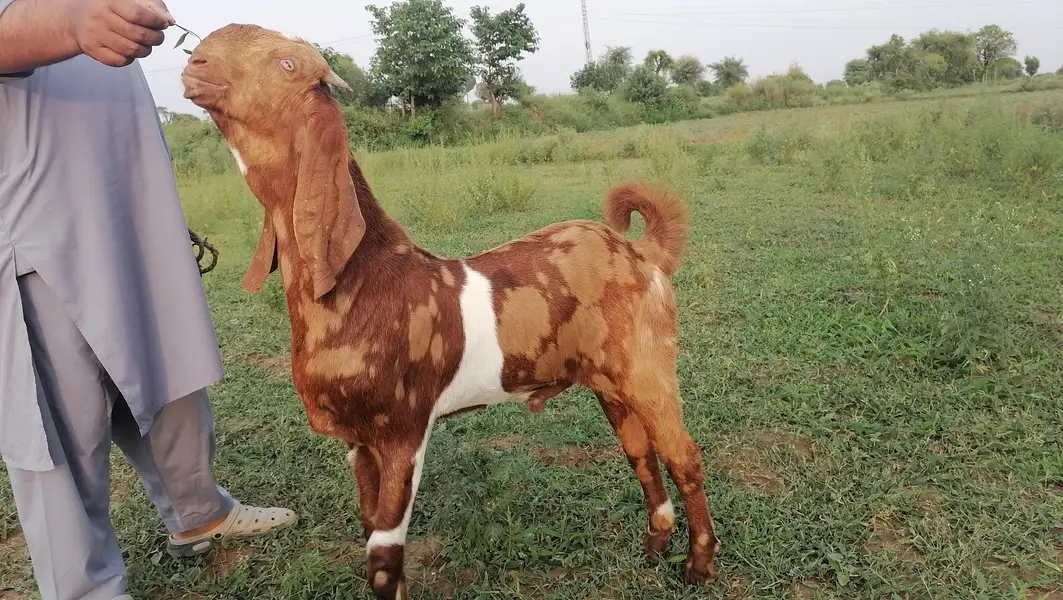 shera bakra for salr betal — photo 3