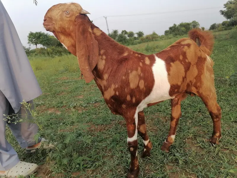 shera bakra for salr betal — photo 4