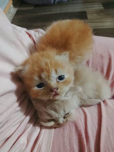kittens for booking