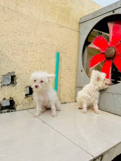 male and female puppy