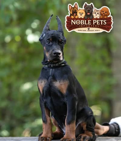 EUROPEAN DOBERMAN PEDIGREE PUPPIES AVAILABLE FOR IMPORT
