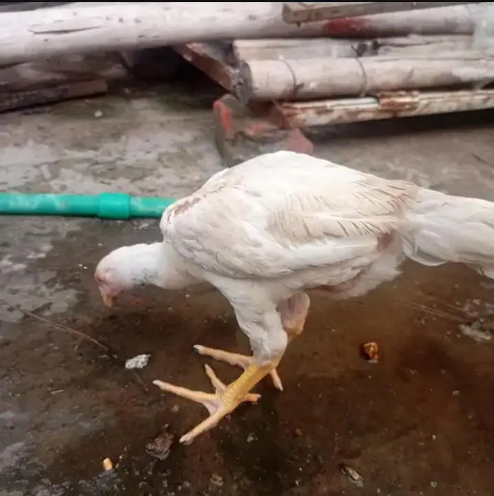Aseel shamo top quality  pure breed — photo 2