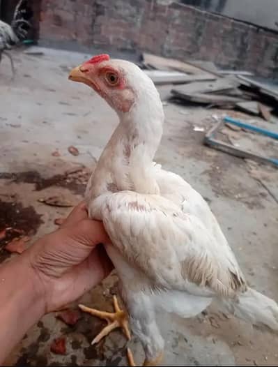 Aseel shamo top quality  pure breed