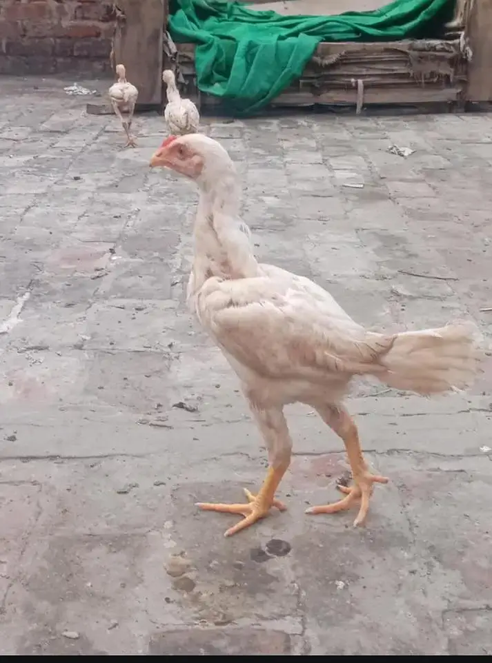 Aseel shamo top quality  pure breed — photo 3