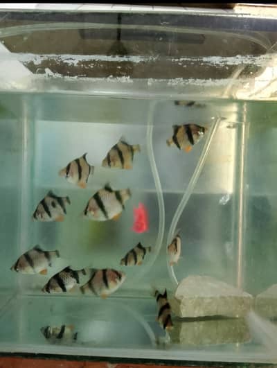 Tiger Barb