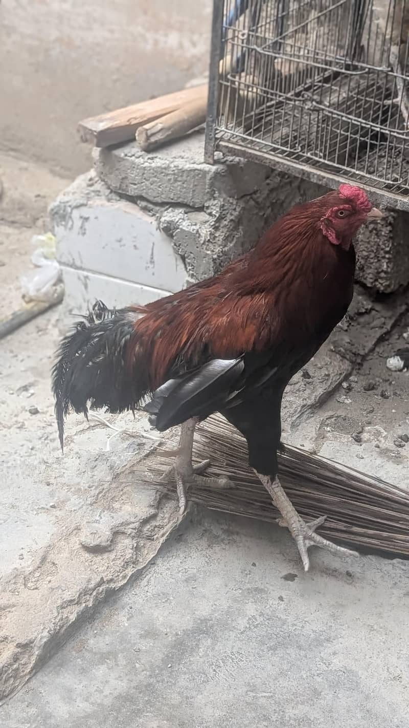 murga 0