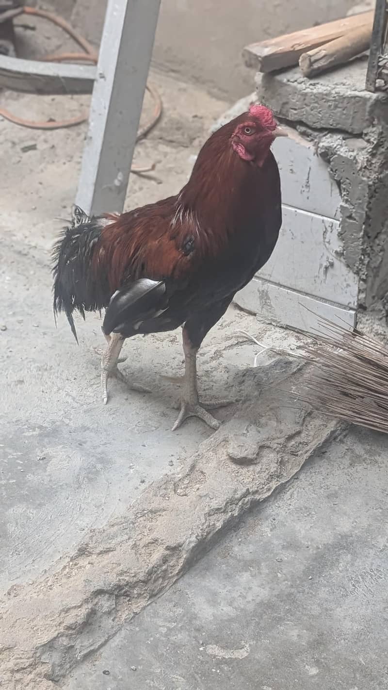murga 1