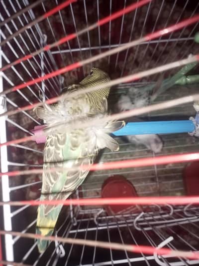 hogo parrot sale 03494742946