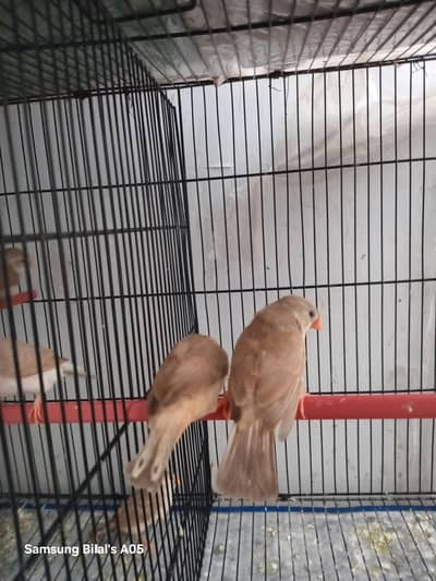  2 Beautiful BB/OB Females Available