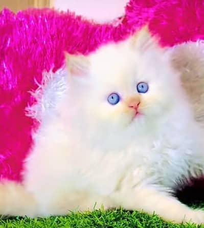 Persian cat for sale male or female searching news vaccine