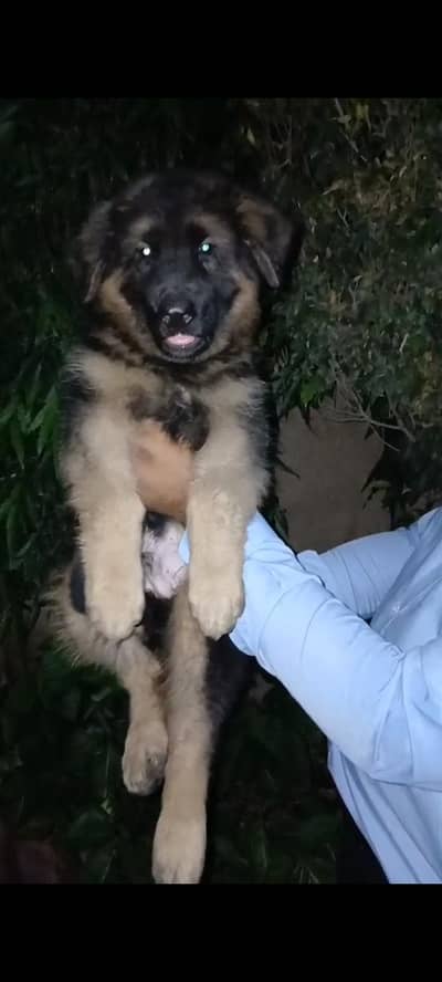 gsd puppies
