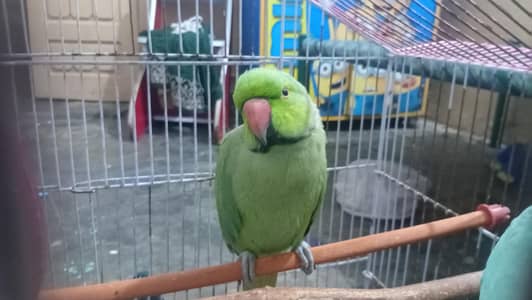 healthy and good parrot