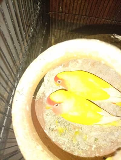love birds mini hand tame