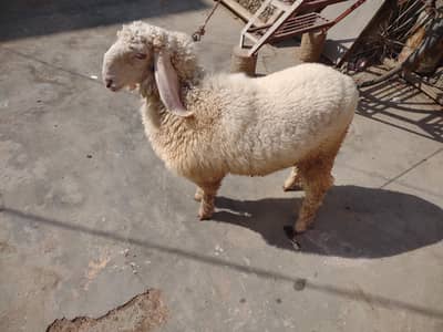 DUMBA FOR SALE. . . BEST FOR QURBANI 2027