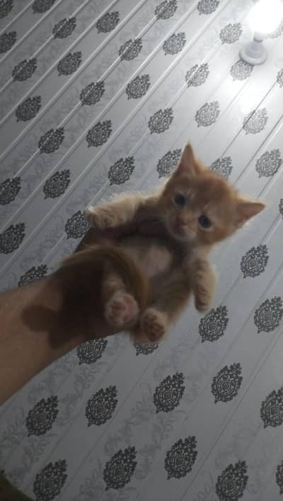 Persian kitten | Siamese | Blue Eyes | white| Cat | Persian | cat