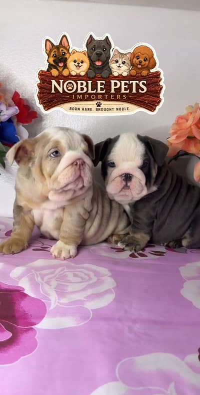 British Bulldog Pedigreed Microchipped Puppies available for import