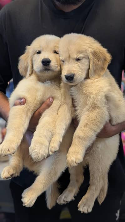 Golden retriever puppies healthy and active
