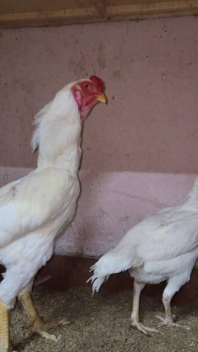O Shamo Breeder, Male, Female, Chicks for sale