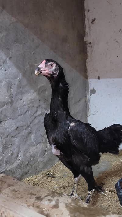 O Shamo Breeder, Male, Female, Chicks for sale