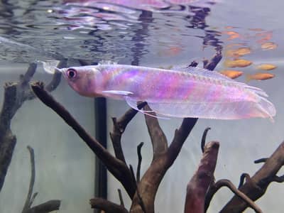 arowana fish 7 to 8 inch