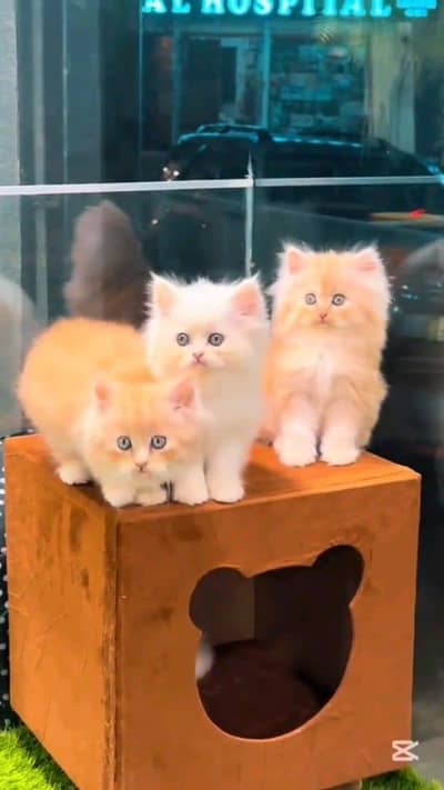 Persian cat for sale male or female searching news vaccine