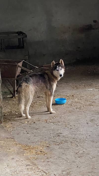Russian husky