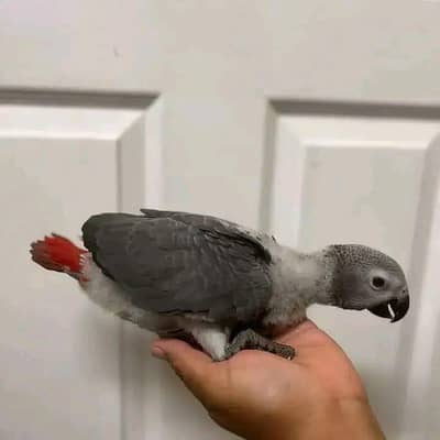 African grey parrot cheeks for sale good looking 03144646382