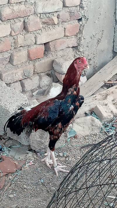 Aseel Lakha Patha
