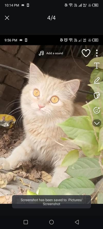 Persian female