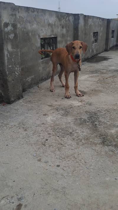 Bully puppy for sale. 4 months age . parents video etc available