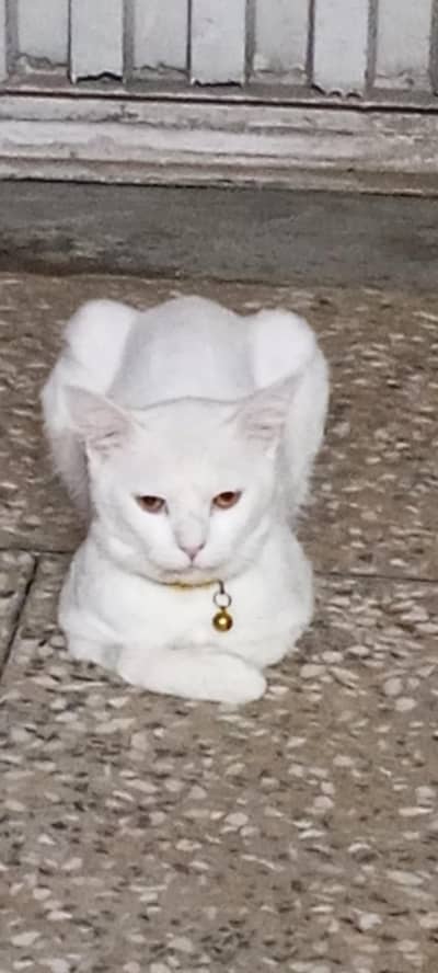 double coot persian