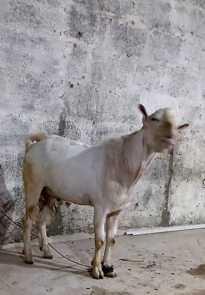 rassian gulabi taddy male