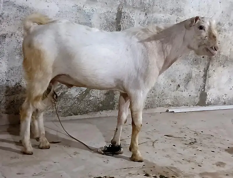 rassian gulabi taddy male — photo 2