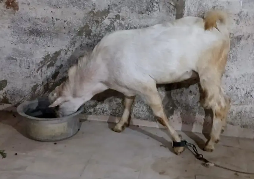 rassian gulabi taddy male — photo 3
