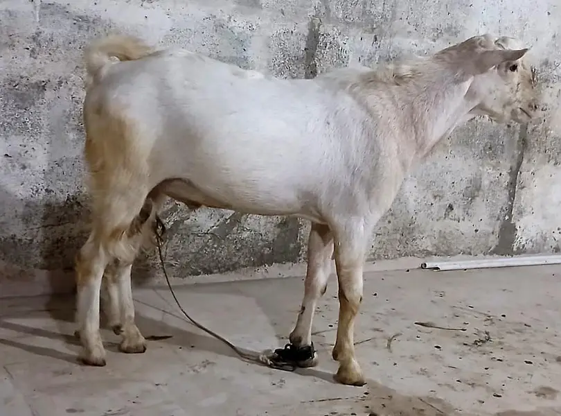 rassian gulabi taddy male — photo 4