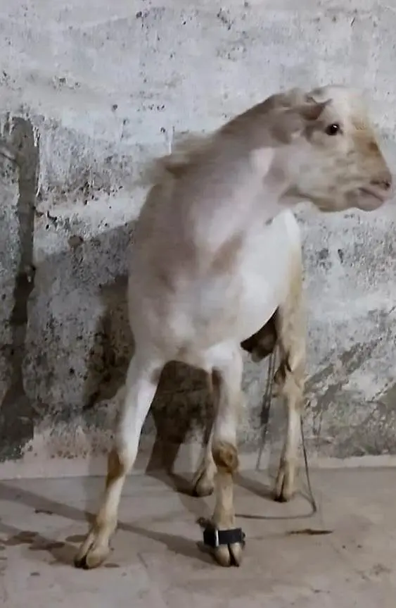 rassian gulabi taddy male — photo 8