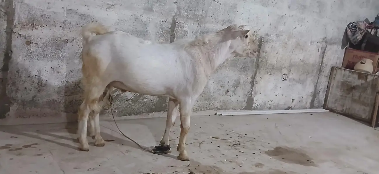 rassian gulabi taddy male — photo 10