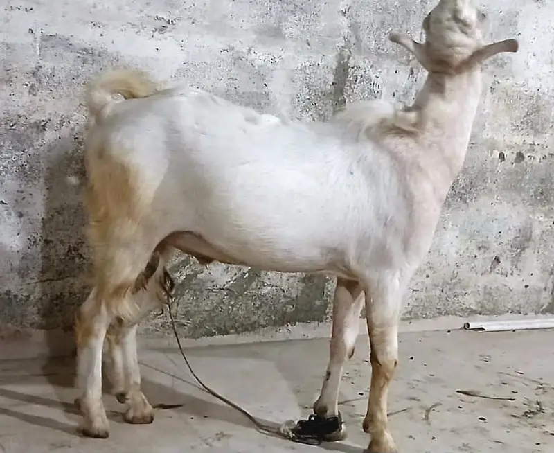 rassian gulabi taddy male — photo 11