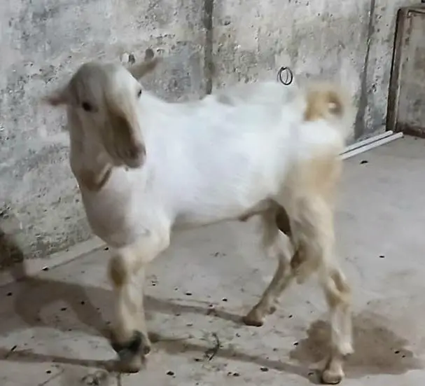 rassian gulabi taddy male — photo 12