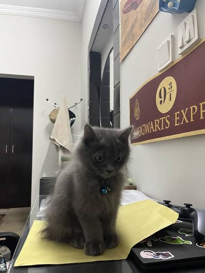 Persian kitten pair