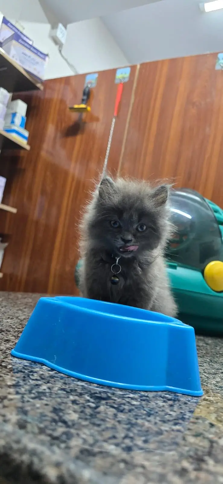 Persian kitten pair — photo 2