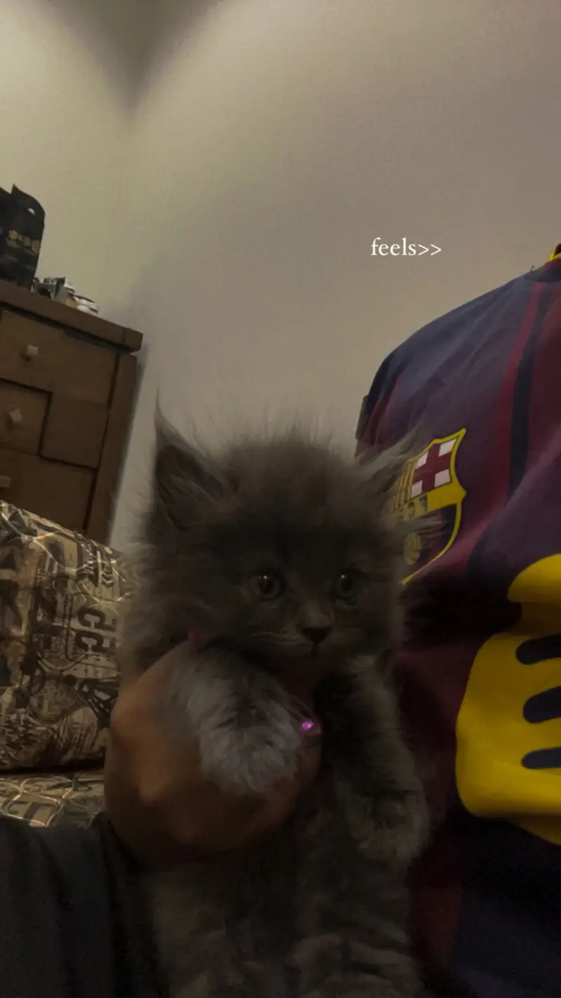Persian kitten pair — photo 3