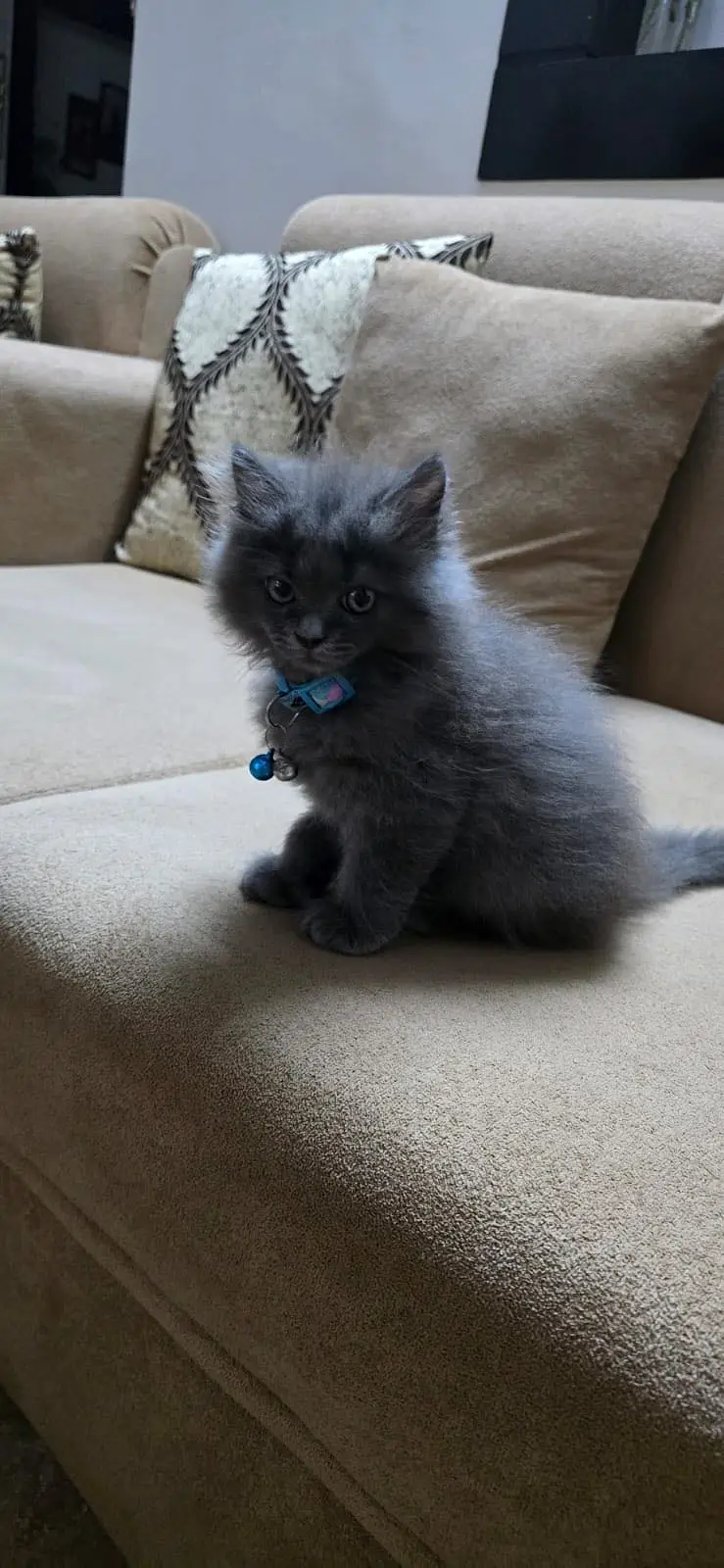 Persian kitten pair — photo 4
