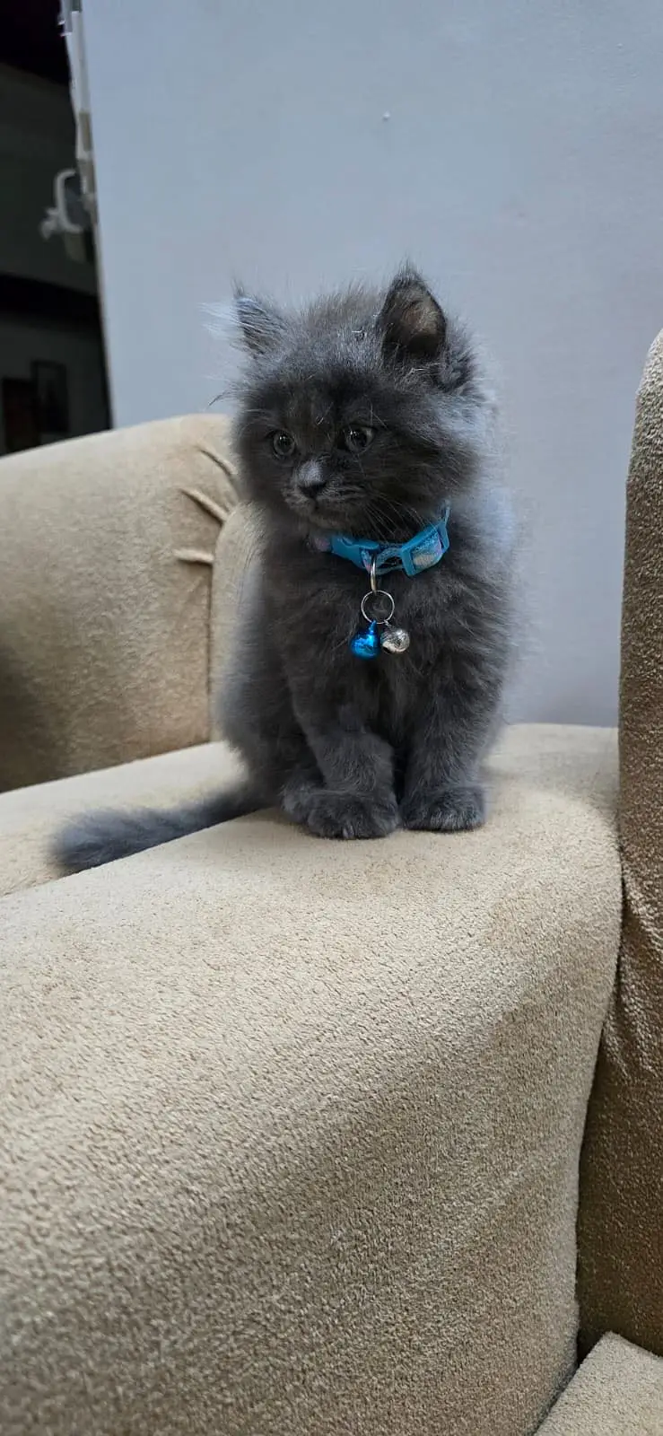 Persian kitten pair — photo 7