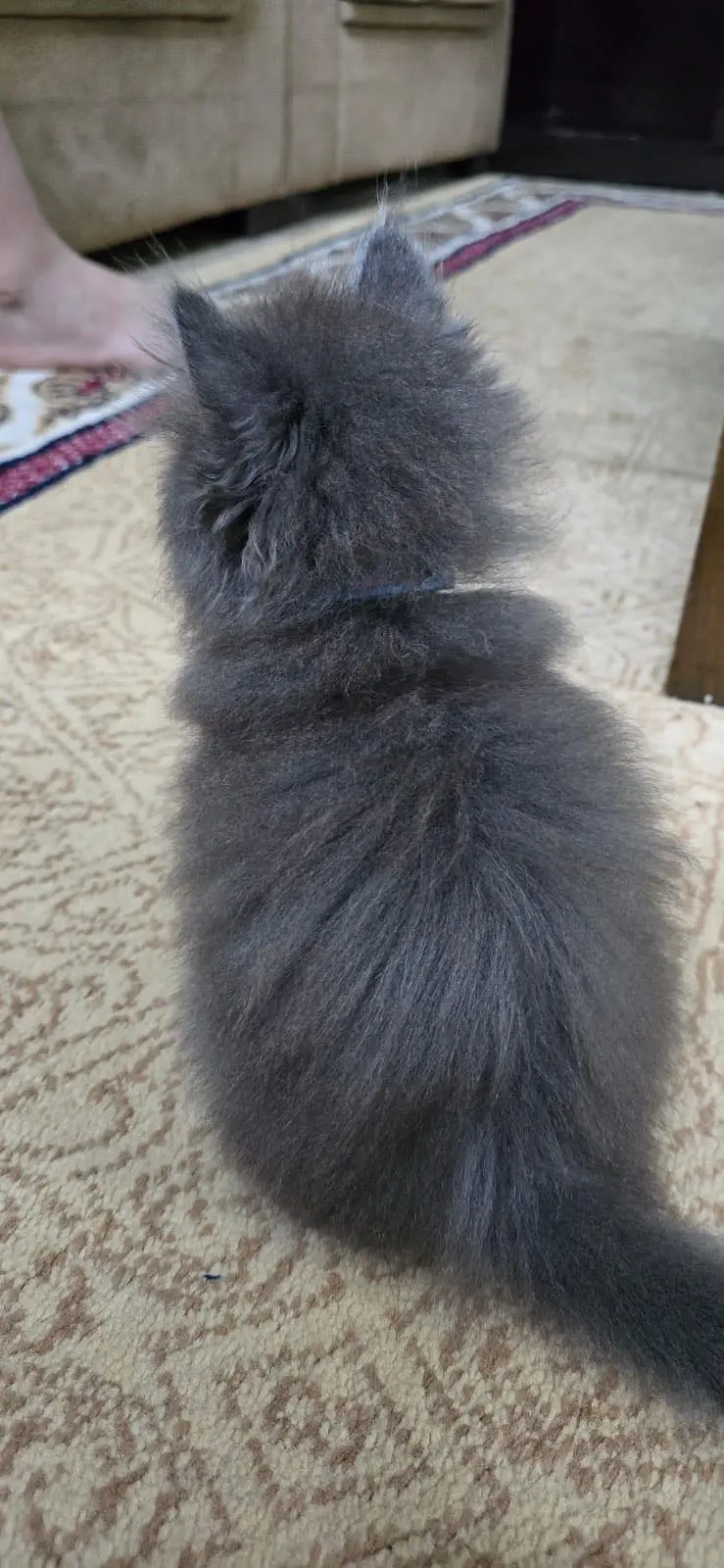 Persian kitten pair — photo 8