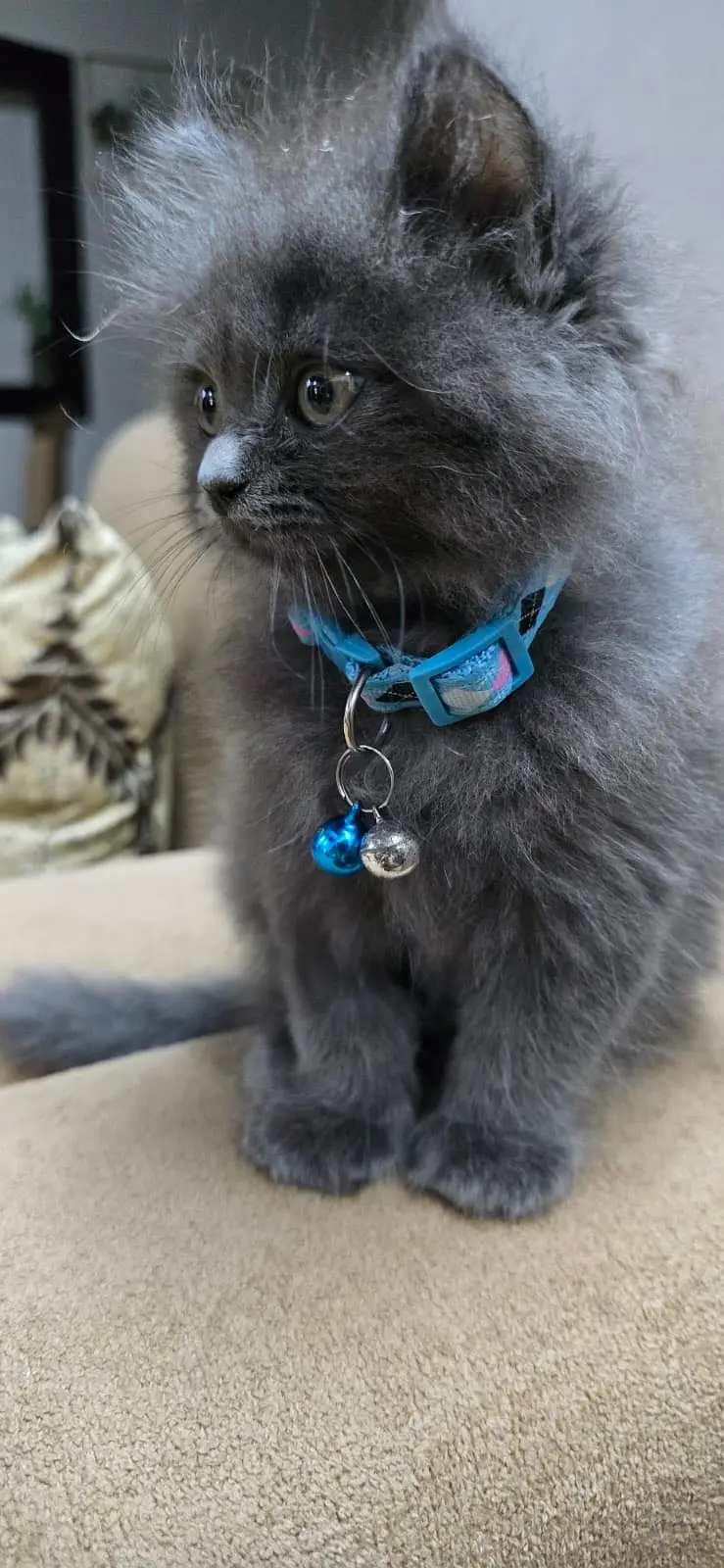 Persian kitten pair — photo 9