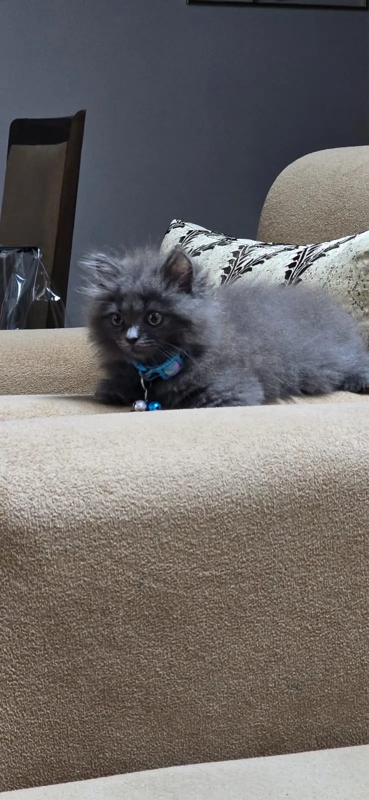 Persian kitten pair — photo 10