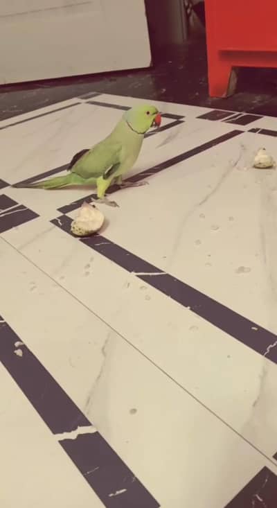 green parrot
